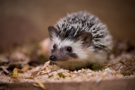 Hedgehog - hedgehog, animal, cute, arici