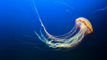 Jellyfish - summer, blue, sea, ocean, orange, jeffrey hamilton, medusa, jellyfish, underwater, vara