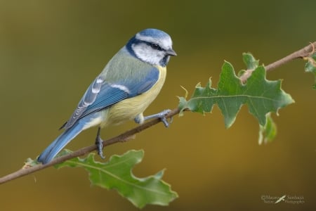 Bluetit - pitigoi, pasari, bluetit, leaf, bird