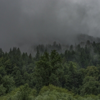 The Foggy Forest
