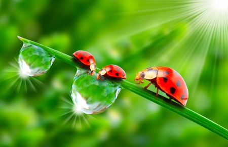 Ladybugs family - insects, macro, rays of light, rays of light light, grass, drops