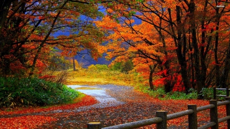 Autumn Road - fall, forest, trees, nature, mountain