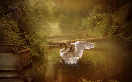 The Soft Beauty of a Swan - Softness, enchanting, water, beautiful, forest, Swan