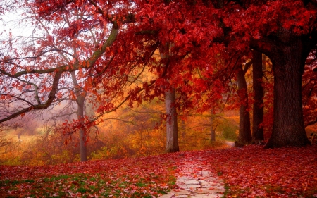 Autumn - wood, path, trees, foliage