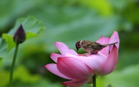 Little Bird - Buds, Lotus, Bird, Sparrow