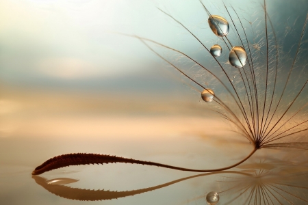 â™¡ - macro, reflection, dandelion, drops