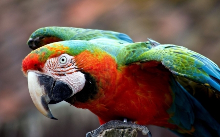 Macaw - wings, feathers, beak, parrot