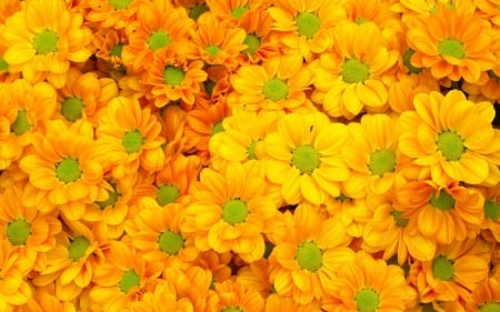 Flowers - skin, yellow, autumn, chrysanthemum, texture, flower