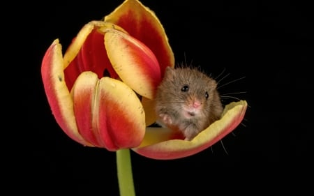 Harvest mouse - harvest mouse, black, rodent, yellow, soricrl, red, tulip, cute, year of the rat, flower