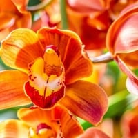 Orchids