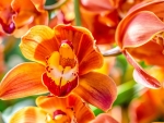 Orchids