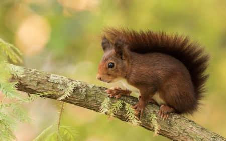 Squirrel - cute, animal, squirrel, veverita