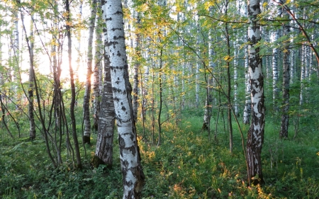 Birch Forest - nature, birches, forest, trees