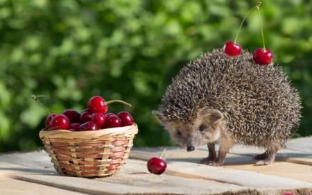 Hedgehog with Cherries  - cherries, basket, animal, hedgehog