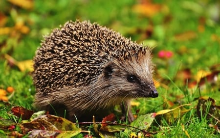 Hedgehog - grass, animal, hedgehog, leaves