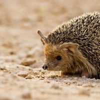 Hedgehog in Sand