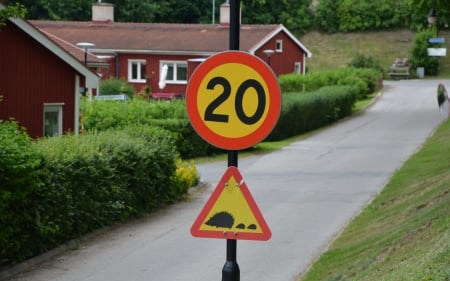 Hedgehogs Crossing! - town, road, signs, houses, hedgehogs