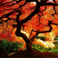 Beautiful Autumn Tree