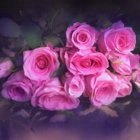 vintage pink roses