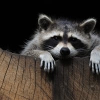 Raccoon