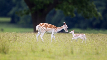 :-) - caprioara, animal, deer, cute, mother, baby