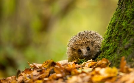 Hedgehog and Tree - animal, hedgehog, autumn, tree, leaves