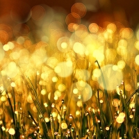 Autumn Grass Bokeh