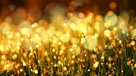 Autumn Grass Bokeh - bokeh, Firefox theme, gold, grass, fall, glow, autumn, lights, amber, shine