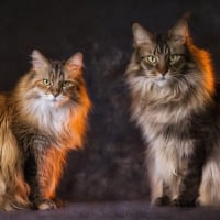 Persian Kitties