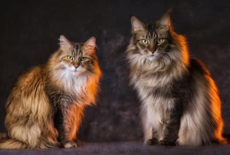 Persian Kitties - predators, cats, pair, animals