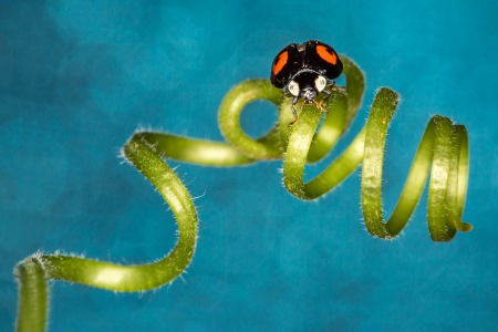 Ladybug - vara, leaf, summer, ladybug, swirl, red, blue, insect, green