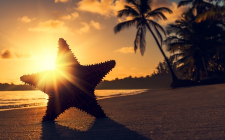 Sunset - starfish, sunset, summer, beach, silhouette, valentin valkov, vara, palm tree