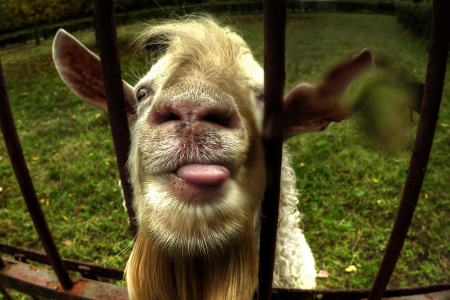 :D - face, animal, funny, fence, tongue, goat