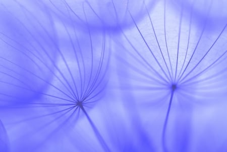 Dandelion seeds - seed, skin, summer, blue, dandelion, vara