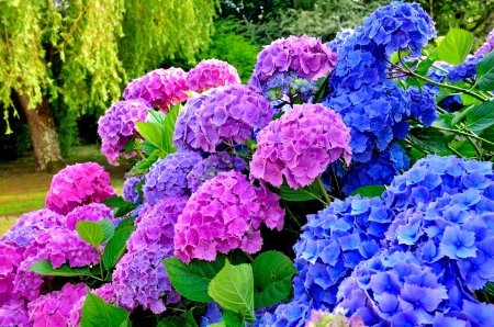 Hydrangea in park - beautiful, hydrangea, colorful, park, summer