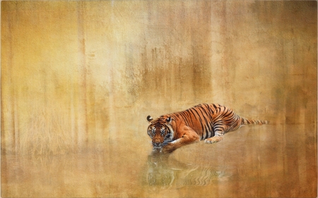 Tiger - animal, water, summer, tigru, golden, orange, tiger, vara