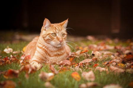 Cat - autumn, cat, pisici, animal, orange, leaf, toamna, ginger