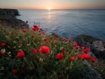 Red Peonies