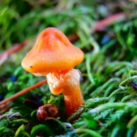 ORANGE FUNGUS