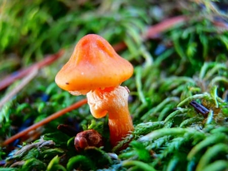 ORANGE FUNGUS - fungus, nature, orange, image