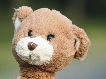 TEDDY BEAR - CUTE, IMAGE, BEAR, TEDDY