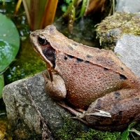 BROWN FROG