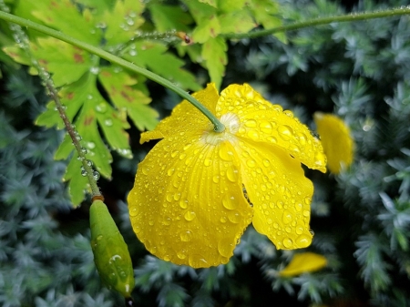 RAINDROPS ON POPPY