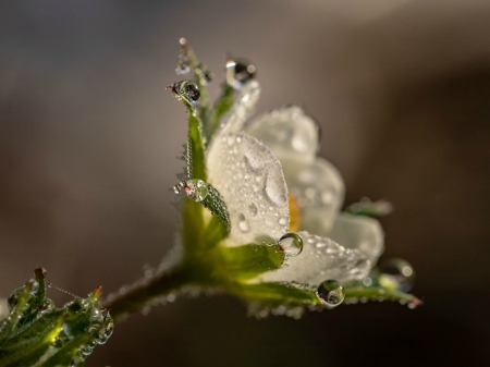 RAIN ON FLOWER