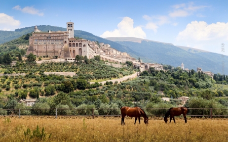 Assisi, Italy - horses, italy, landscape, hills, assisi