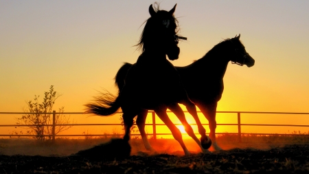 Horse Play - fence, farm, sundown, sunset, horses, nature, corral, ranch, firefox theme