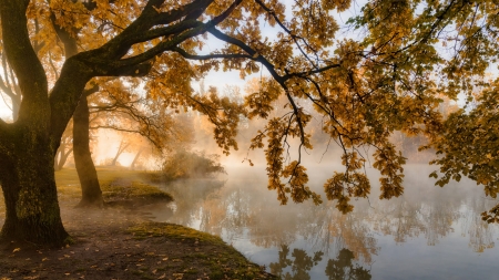 On the banks of the river - river, water, ature, tree