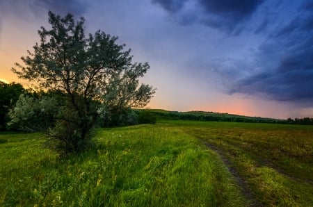 Magical Sky - fields, sky, tree, cloud