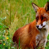 Fox
