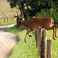 Jumping Deer